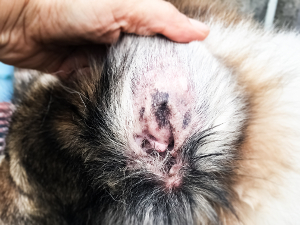 Yeast infection in a dog ear