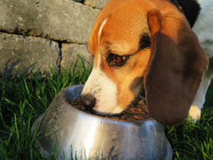 beagle eating dog food for a healthy diet