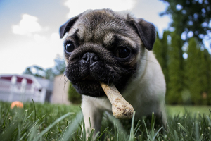 Bulldog puppy chewing on a bone