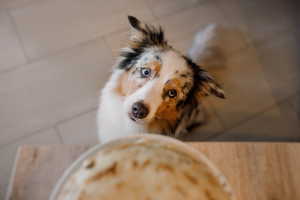 a dog looking at pancakes