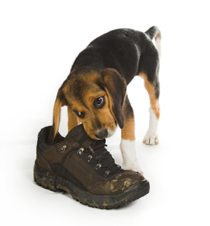 Dog chewing a boot