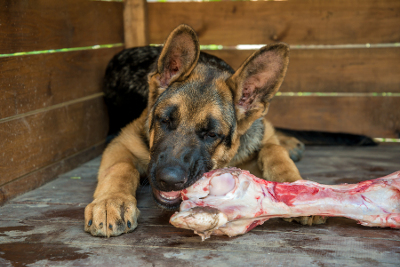 german shepherd dog with bone