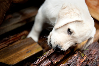 puppy chewing on wood