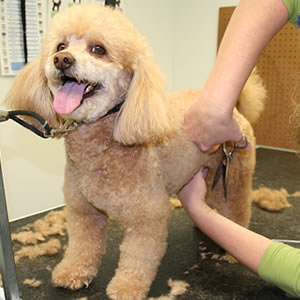 How to groom a dog with curly hair 