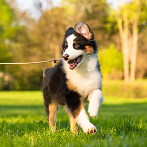 How to make the most out of a dog walk