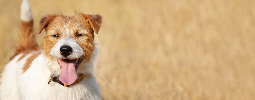 How To Tell If Your Dog Has Heat Stroke And How To Prevent It Pretty 