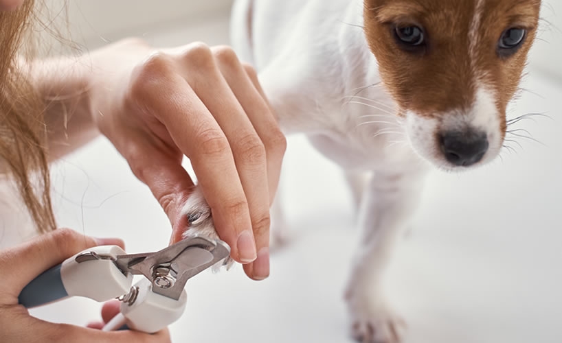 How to desensitise your dog to having their nails cut - Pretty Pooch