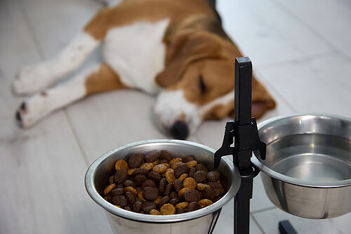Dog sleeping near food